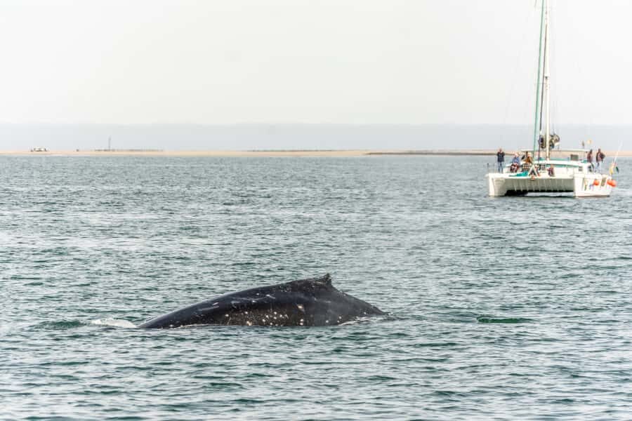 Walvis Bay: Marine Big 5 Luxury Catamaran Tour - The route through Walvis Bay: oyster farms, ships, and a logical search pattern