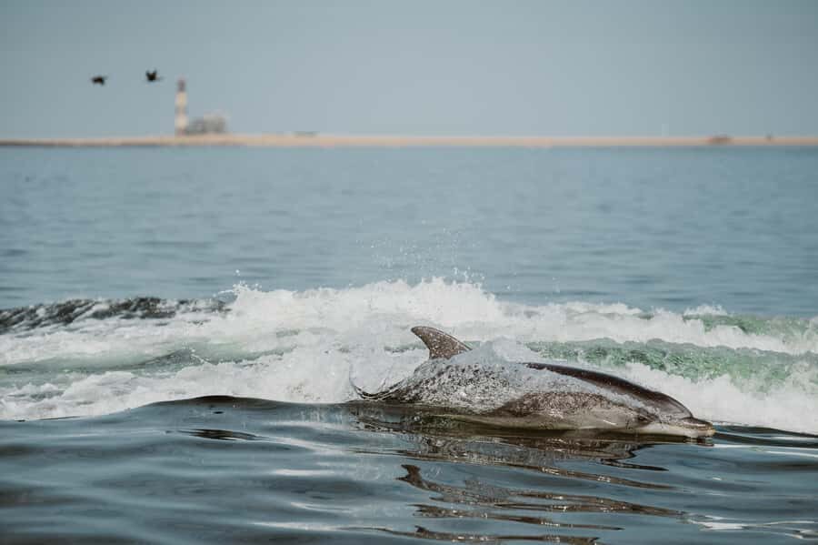 Walvis Bay: Namibian Coast Dolphin Cruise with Light Lunch - Key points before you go