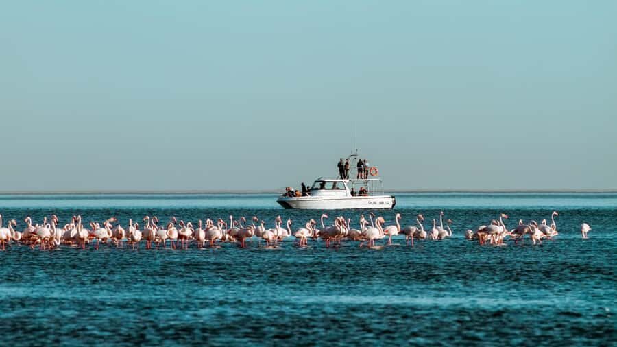 Walvis Bay: Namibian Coast Dolphin Cruise with Light Lunch - Walvis Bay Atlantic Cruise: Why Pelican Point Is the Main Character