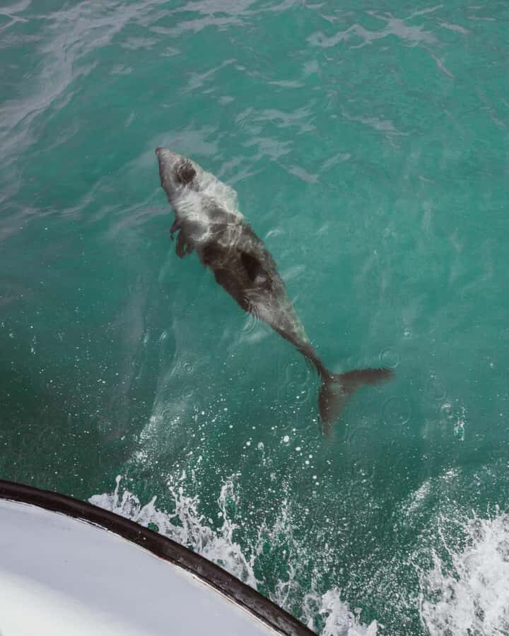 Walvis Bay: Namibian Coast Dolphin Cruise with Light Lunch - Getting Closer to Pelican Point: Seals, Pelicans, and the Lighthouse View