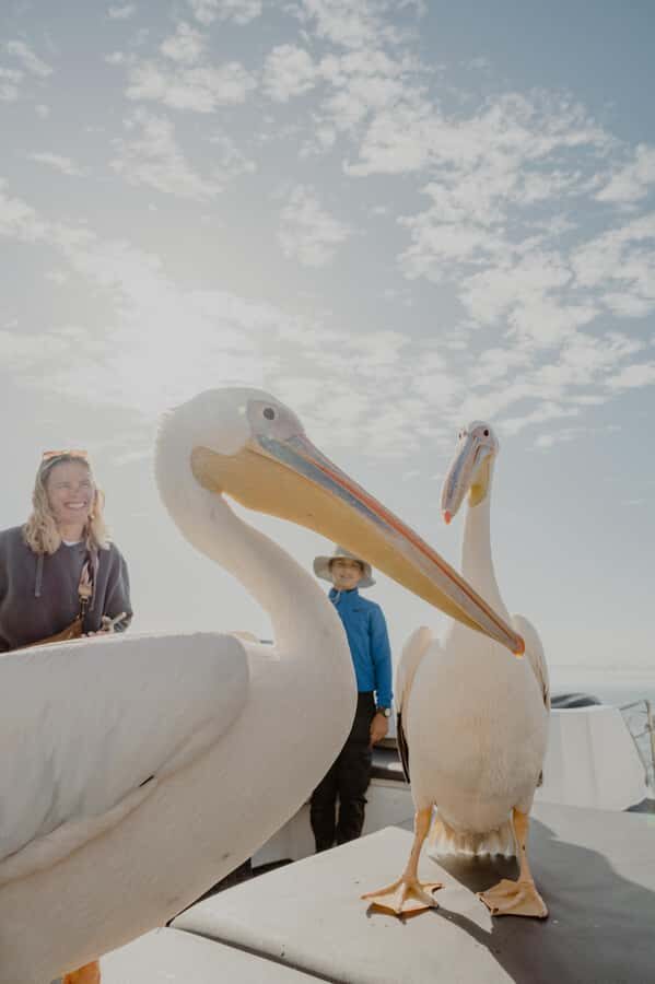 Walvis Bay: Namibian Coast Dolphin Cruise with Light Lunch - Light Lunch on the Beach: Oysters, Skewers, and Sparkling Wine