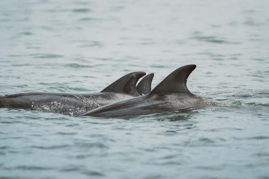 Walvis Bay: Namibian Coast Dolphin Cruise with Light Lunch - Price and Value: Is $155 Fair for This Coast Experience?