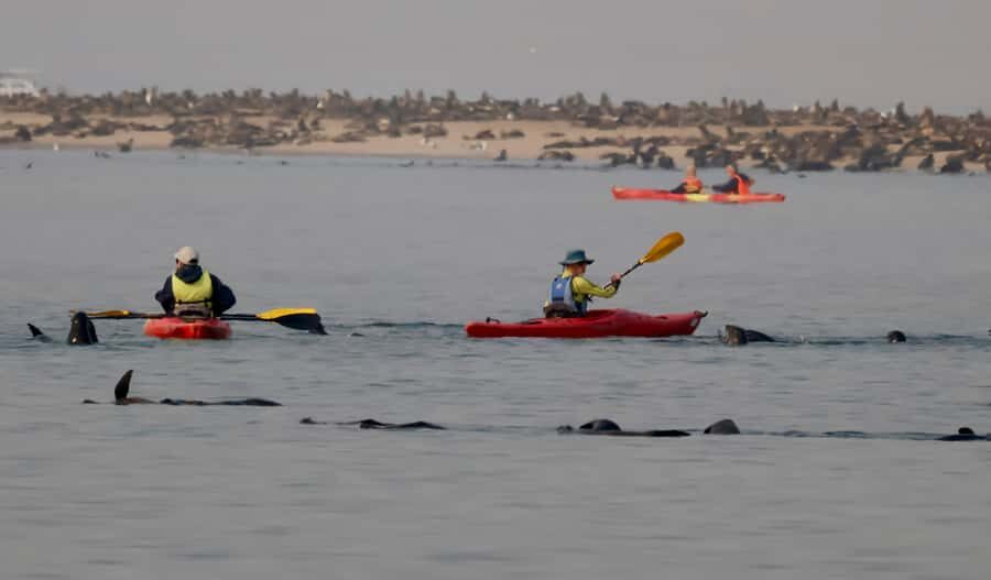 Walvis Bay: Pelican Point Kayaking Tour - Those close-up Cape fur seals: playful, inquisitive, and sometimes a little smelly