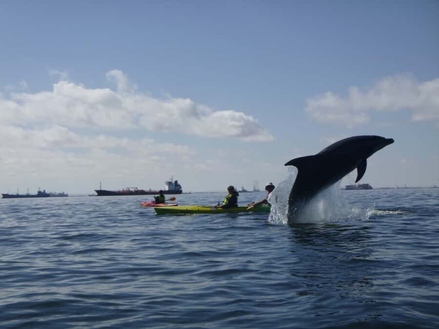 Walvis Bay: Pelican Point Kayaking Tour - Wildlife beyond seals: birds, flamingos, pelicans, and luck moments