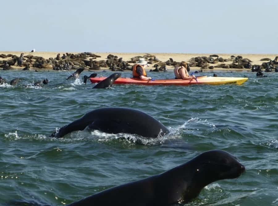 Walvis Bay: Pelican Point Kayaking Tour - Price and value at about $76 per person