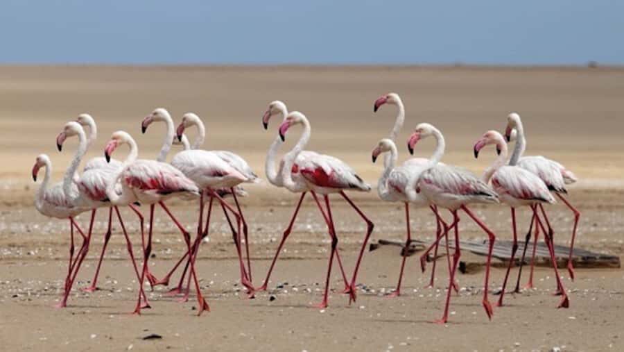 Walvis Bay: Pelican Point Kayaking Tour - Logistics you should plan for (so nothing catches you off guard)