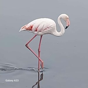 Walvis Bay: Pelican Point Seal and Sandwich Harbour Tour - Pink salt lakes, salt works, and the logic of the shoreline