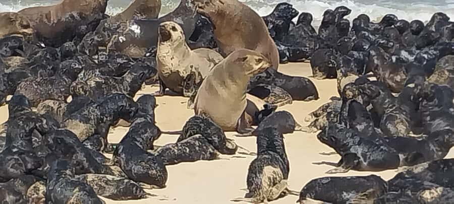 Walvis Bay: Pelican Point Seal and Sandwich Harbour Tour - Light lunch above the dunes: why the timing feels right