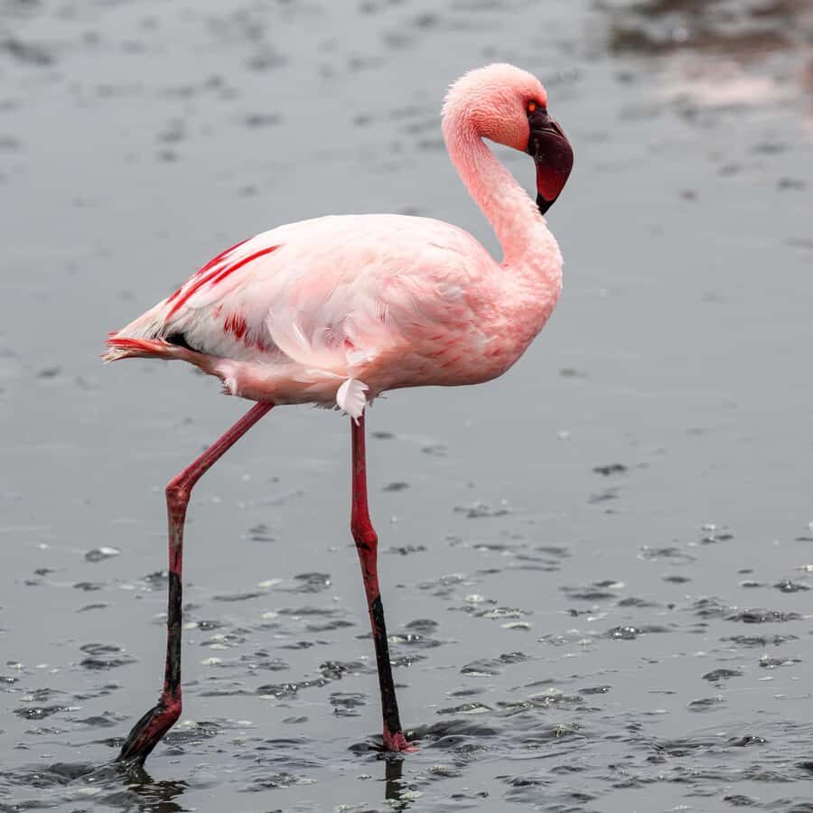 Walvis Bay: Sandwich Harbour Half-Day 4x4 Scenic Excursion - Key points to know before you go