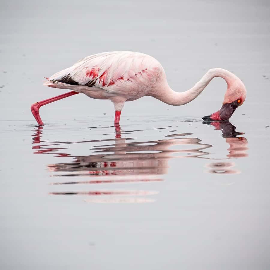 Walvis Bay: Sandwich Harbour Half-Day 4x4 Scenic Excursion - The 4x4 dune-and-beach driving: fun, safety, and photo timing