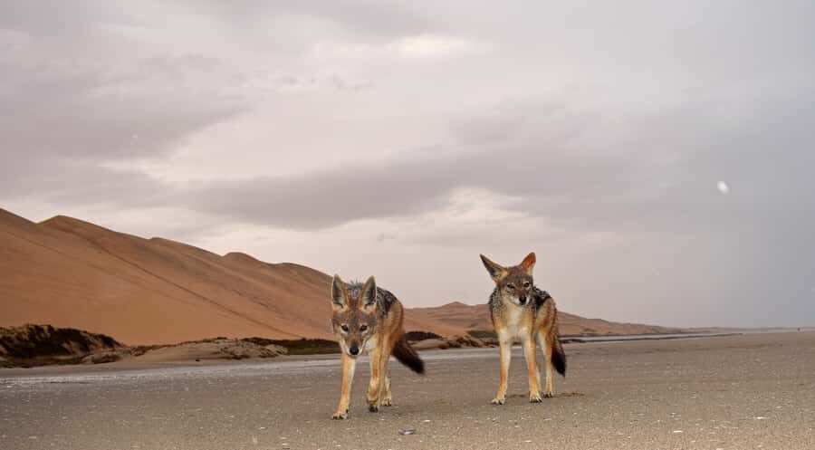 Walvis Bay: Sandwich Harbour Sunset Photography Tour - Guides, group energy, and the “how” of the drive