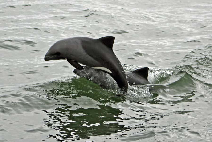 Walvis Bay: Seal Kayaking Adventure with Brunch - Beach brunch on the coast: oysters, sparkling wine, and canapés