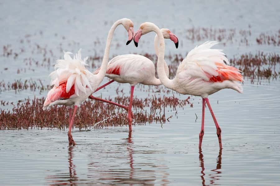 Walvis Bay: Seal Kayaking Adventure with Brunch - What to bring (and what to wear) so you’re comfortable