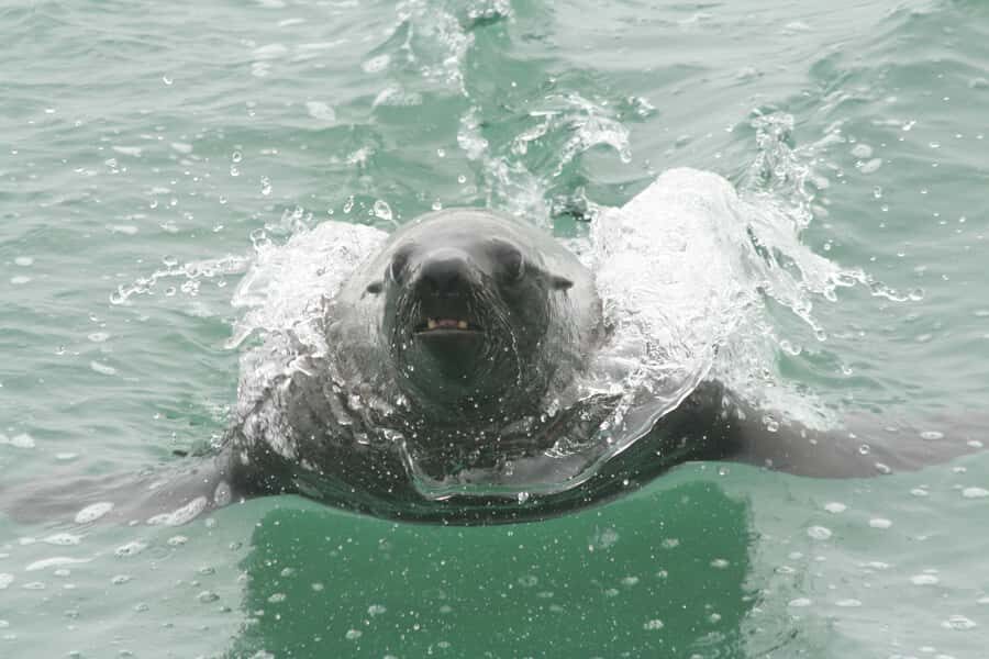 Walvis Bay: Seal Kayaking Adventure with Brunch - Price and logistics: does $74 feel fair for a half-day?