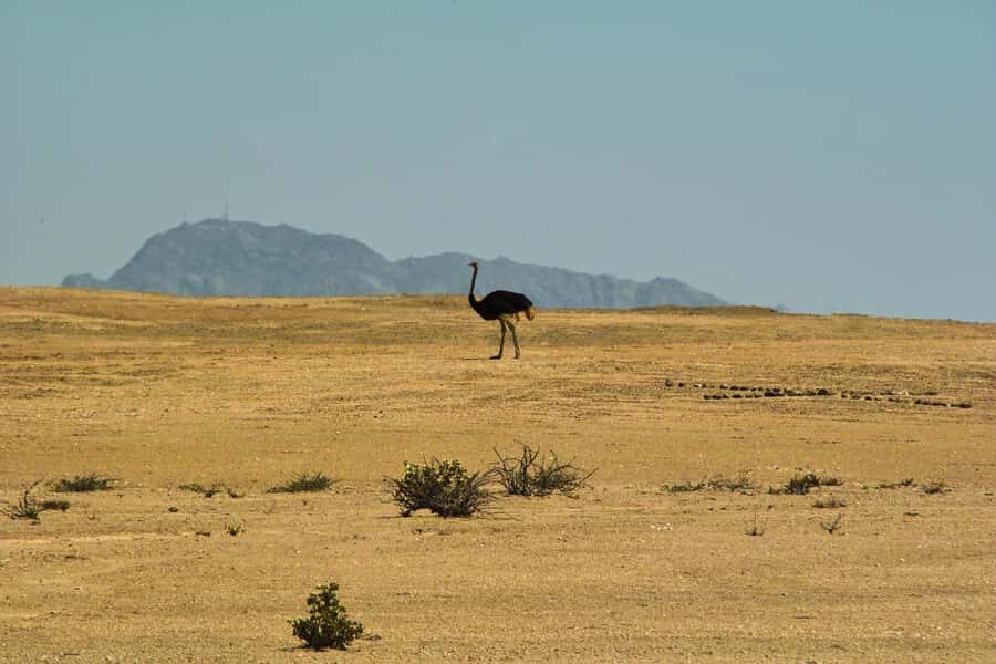Walvis Bay Shore Excursion: Flamingos, Dune 7, Swakopmund - Key points to look for before you go