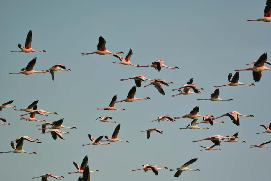 Walvis Bay Shore Excursion: Flamingos, Dune 7, Swakopmund - Logistics That Matter on a Shore Day (No Surprises)