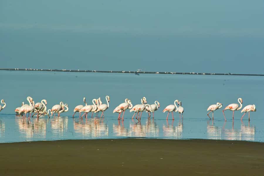 Walvis Bay Shore Excursion: Flamingos, Dune 7, Swakopmund - Should You Book This Walvis Bay Shore Excursion?