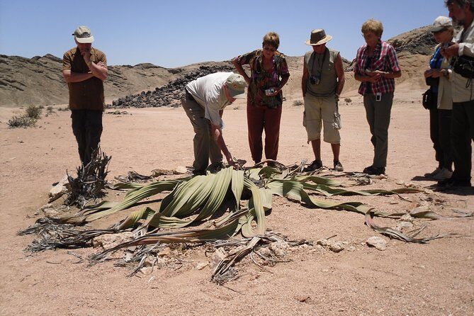 Welwitschia Tour from Swakopmund - Key highlights to know before you go