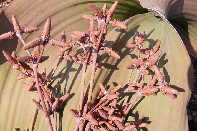 Welwitschia Tour from Swakopmund - Moon Landscape + Welwitschia: Why this short tour hits so well
