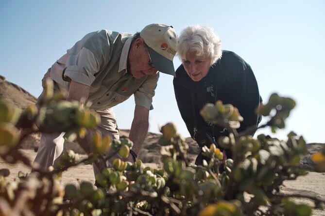 Welwitschia Tour from Swakopmund - What the guides do well (and why it shows)