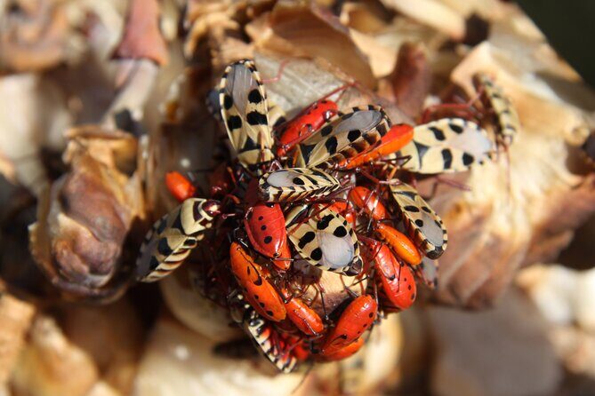 Welwitschia Tour from Swakopmund - Planning your afternoon: what to expect from start to finish