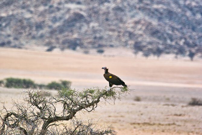 Wildlife and Landscape Tour- full-day (7hours) from Walvis Bay - Why Namib Naukluft from Walvis Bay is a smart wildlife bet