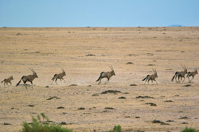 Wildlife and Landscape Tour- full-day (7hours) from Walvis Bay - Stop 1: the park day, plus what makes it work