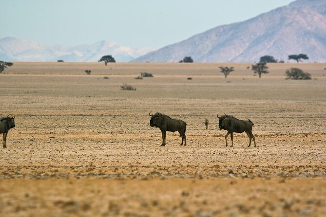 Wildlife and Landscape Tour- full-day (7hours) from Walvis Bay - Picnic lunch inside the park: more than just food