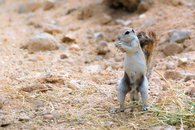Wildlife and Landscape Tour- full-day (7hours) from Walvis Bay - Guide style with JP and Jacques: what small groups buy you