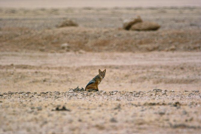 Wildlife and Landscape Tour- full-day (7hours) from Walvis Bay - Practical tips for a smoother desert day