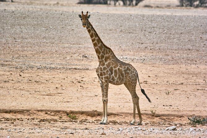 Wildlife and Landscape Tour- full-day (7hours) from Walvis Bay - The full-day timing: pickup, drive time, and real park time