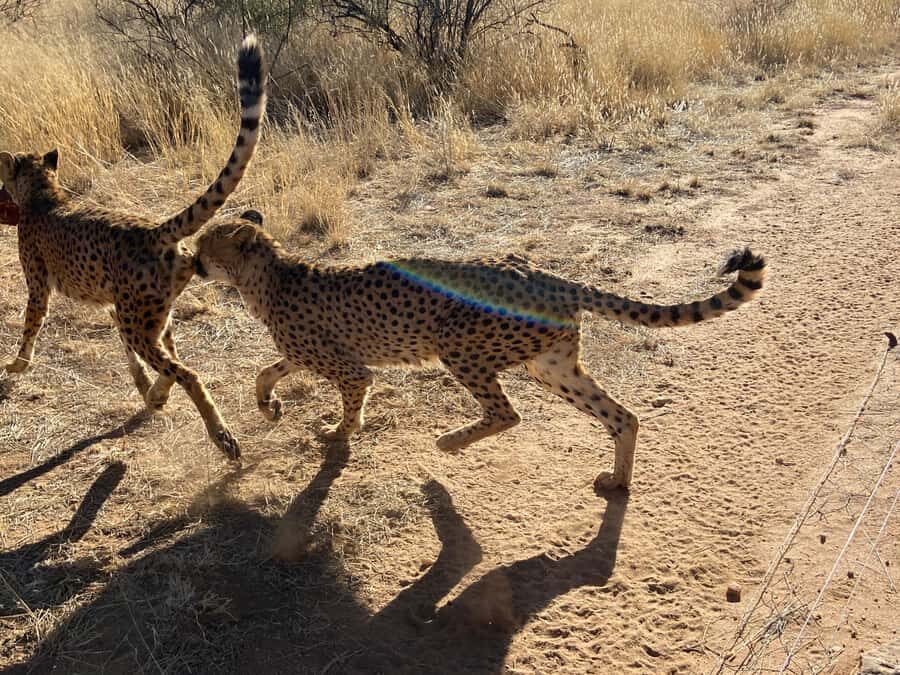 Windhoek : Cheetah walk Experience - Windhoek to N/a’an ku sê: the early start that pays off