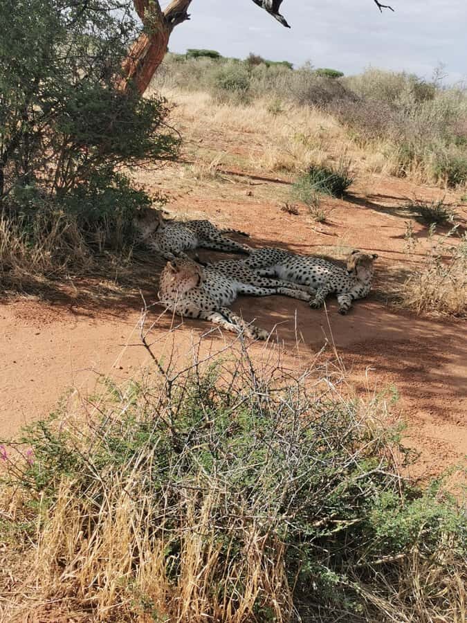 Windhoek : Cheetah walk Experience - Entering with the cats: what the cheetah walk feels like