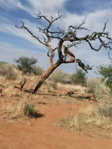 Windhoek : Cheetah walk Experience - The sanctuary tour: how N/a’an ku sê conservation shows up in real life