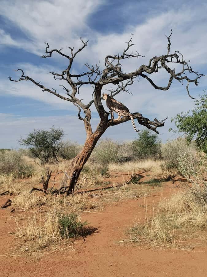 Windhoek : Cheetah walk Experience - A step-by-step look at your 90 minutes