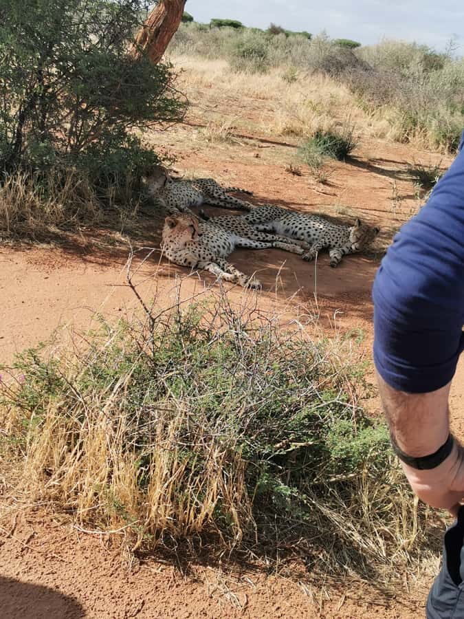 Windhoek : Cheetah walk Experience - When to expect movement: watching cheetahs like a pro
