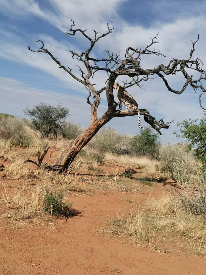 Windhoek : Cheetah walk Experience - The sanctuary tour: how N/a’an ku sê conservation shows up in real life