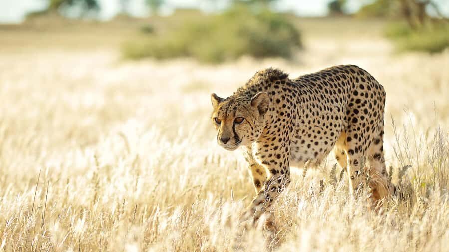 Zannier Game Drive with Hotel Pickup - The 3.5-hour guided game drive: what the time feels like